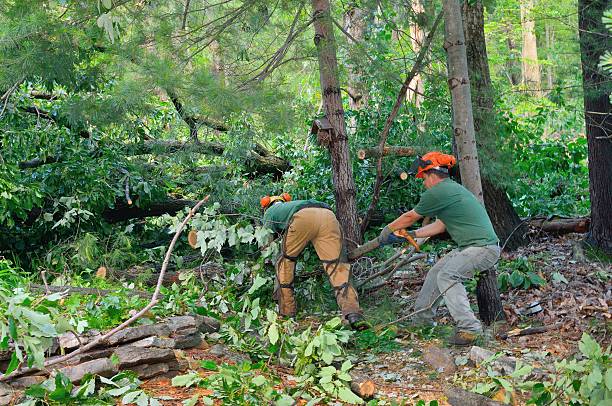 Reliable Morristown, NJ Tree Removal Solutions